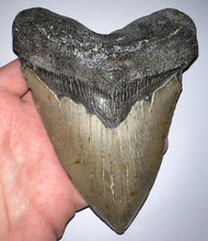 Load image into Gallery viewer, HUGE Megalodon Fossil Shark Tooth 5.65 Inches! Not Repaired!
