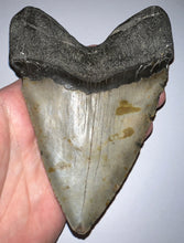 Load image into Gallery viewer, HUGE Megalodon Fossil Shark Tooth 5.65 Inches! Not Repaired!
