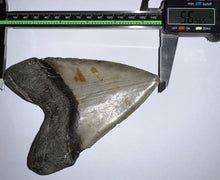 Load image into Gallery viewer, HUGE Megalodon Fossil Shark Tooth 5.65 Inches! Not Repaired!
