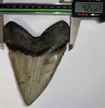 Load image into Gallery viewer, HUGE Megalodon Fossil Shark Tooth 5.65 Inches! Not Repaired!
