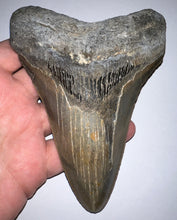 Load image into Gallery viewer, HUGE Megalodon Fossil Shark Tooth 5.63 Inches! Not Repaired! INCREDIBLE Serrations!
