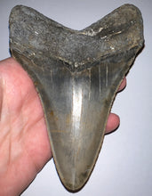 Load image into Gallery viewer, HUGE Megalodon Fossil Shark Tooth 5.63 Inches! Not Repaired! INCREDIBLE Serrations!
