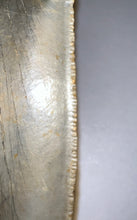 Load image into Gallery viewer, HUGE Megalodon Fossil Shark Tooth 5.63 Inches! Not Repaired! INCREDIBLE Serrations!
