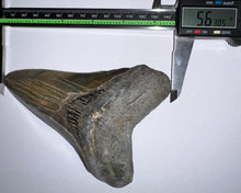 Load image into Gallery viewer, HUGE Megalodon Fossil Shark Tooth 5.63 Inches! Not Repaired! INCREDIBLE Serrations!
