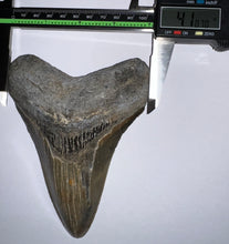 Load image into Gallery viewer, HUGE Megalodon Fossil Shark Tooth 5.63 Inches! Not Repaired! INCREDIBLE Serrations!
