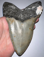 Load image into Gallery viewer, HUGE Megalodon Fossil Shark Tooth 5.53 Inches! Not Repaired! Fantastic Serrations!
