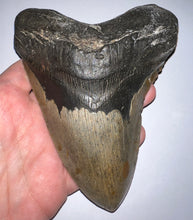Load image into Gallery viewer, HUGE Megalodon Fossil Shark Tooth 5.76 Inches! Not Repaired! Fantastic Serrations!

