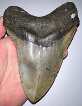 Load image into Gallery viewer, HUGE Megalodon Fossil Shark Tooth 5.76 Inches! Not Repaired! Fantastic Serrations!
