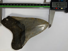 Load image into Gallery viewer, HUGE Megalodon Fossil Shark Tooth 5.76 Inches! Not Repaired! Fantastic Serrations!
