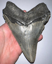 Load image into Gallery viewer, Monster Size Megalodon Fossil Shark Tooth 6.21 Inches Fantastic Serrations! Not Repaired!
