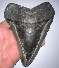 Load image into Gallery viewer, Monster Size Megalodon Fossil Shark Tooth 6.21 Inches Fantastic Serrations! Not Repaired!
