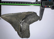 Load image into Gallery viewer, Monster Size Megalodon Fossil Shark Tooth 6.21 Inches Fantastic Serrations! Not Repaired!
