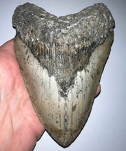 Load image into Gallery viewer, Monster Size Megalodon Fossil Shark Tooth 6.04 Inches!
