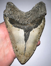 Load image into Gallery viewer, Monster Size Megalodon Fossil Shark Tooth 6.04 Inches!
