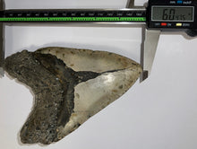 Load image into Gallery viewer, Monster Size Megalodon Fossil Shark Tooth 6.04 Inches!
