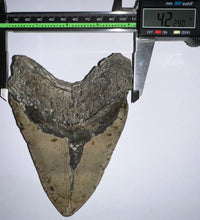 Load image into Gallery viewer, Monster Size Megalodon Fossil Shark Tooth 6.04 Inches!
