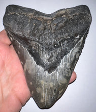 Load image into Gallery viewer, Monster Size Megalodon Fossil Shark Tooth 6.03 Inches! Just under 5 inches wide!
