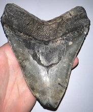 Load image into Gallery viewer, Monster Size Megalodon Fossil Shark Tooth 6.03 Inches! Just under 5 inches wide!
