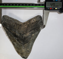 Load image into Gallery viewer, Monster Size Megalodon Fossil Shark Tooth 6.03 Inches! Just under 5 inches wide!
