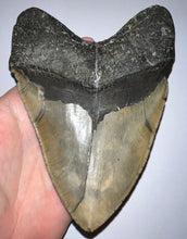 Load image into Gallery viewer, GEM Monster Size Megalodon Fossil Shark Tooth 6.1 Inches Not Repaired! INCREDIBLE Serrations!

