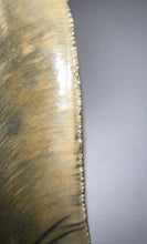 Load image into Gallery viewer, GEM Monster Size Megalodon Fossil Shark Tooth 6.1 Inches Not Repaired! INCREDIBLE Serrations!
