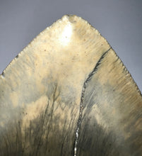 Load image into Gallery viewer, GEM Monster Size Megalodon Fossil Shark Tooth 6.1 Inches Not Repaired! INCREDIBLE Serrations!
