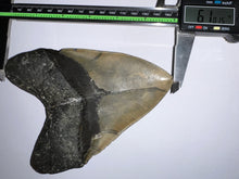 Load image into Gallery viewer, GEM Monster Size Megalodon Fossil Shark Tooth 6.1 Inches Not Repaired! INCREDIBLE Serrations!
