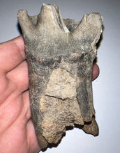 Load image into Gallery viewer, fossils for personal use, legally collected
