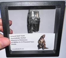 Load image into Gallery viewer, fossils for personal use, legally collected
