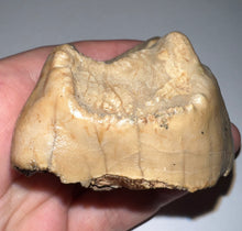 Load image into Gallery viewer, Super Rare Deinothere Fossil Molar Prodeinotherium 2.44 Inches
