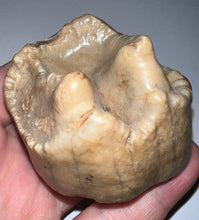 Load image into Gallery viewer, Super Rare Deinothere Fossil Molar Prodeinotherium 2.44 Inches
