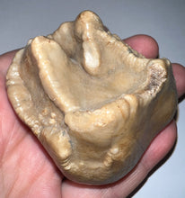 Load image into Gallery viewer, Super Rare Deinothere Fossil Molar Prodeinotherium 2.44 Inches

