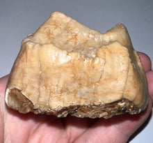 Load image into Gallery viewer, Super Rare Deinothere Fossil Molar Prodeinotherium 2.44 Inches
