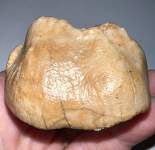 Load image into Gallery viewer, Super Rare Deinothere Fossil Molar Prodeinotherium 2.44 Inches
