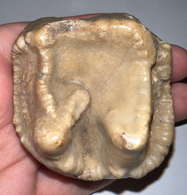 Load image into Gallery viewer, Super Rare Deinothere Fossil Molar Prodeinotherium 2.44 Inches
