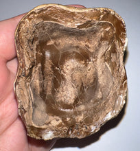 Load image into Gallery viewer, Super Rare Deinothere Fossil Molar Prodeinotherium 2.44 Inches
