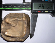 Load image into Gallery viewer, Super Rare Deinothere Fossil Molar Prodeinotherium 2.44 Inches
