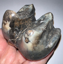 Load image into Gallery viewer, Super Rare Deinothere Large Fossil Molar Prodeinotherium 2.73 Inches
