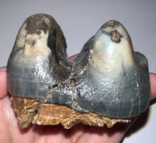 Load image into Gallery viewer, Super Rare Deinothere Large Fossil Molar Prodeinotherium 2.73 Inches

