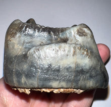 Load image into Gallery viewer, Super Rare Deinothere Large Fossil Molar Prodeinotherium 2.73 Inches
