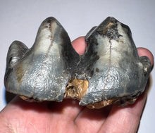 Load image into Gallery viewer, Super Rare Deinothere Large Fossil Molar Prodeinotherium 2.73 Inches
