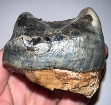Load image into Gallery viewer, Super Rare Deinothere Large Fossil Molar Prodeinotherium 2.73 Inches
