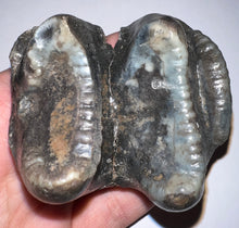 Load image into Gallery viewer, Super Rare Deinothere Large Fossil Molar Prodeinotherium 2.73 Inches
