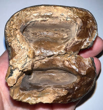 Load image into Gallery viewer, Super Rare Deinothere Large Fossil Molar Prodeinotherium 2.73 Inches
