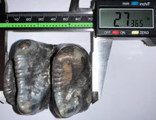 Load image into Gallery viewer, Super Rare Deinothere Large Fossil Molar Prodeinotherium 2.73 Inches
