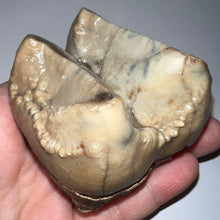 Load image into Gallery viewer, Super Rare Deinothere Large Fossil Molar Prodeinotherium 2.65 Inches
