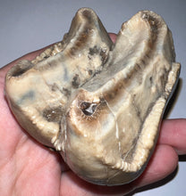Load image into Gallery viewer, Super Rare Deinothere Large Fossil Molar Prodeinotherium 2.65 Inches
