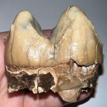 Load image into Gallery viewer, Super Rare Deinothere Large Fossil Molar Prodeinotherium 2.65 Inches
