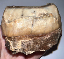Load image into Gallery viewer, Super Rare Deinothere Large Fossil Molar Prodeinotherium 2.65 Inches

