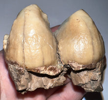 Load image into Gallery viewer, Super Rare Deinothere Large Fossil Molar Prodeinotherium 2.65 Inches
